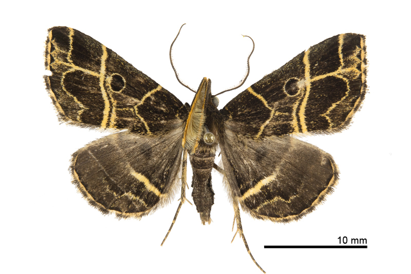 Cidariplura tsoyuanhsiehi Male